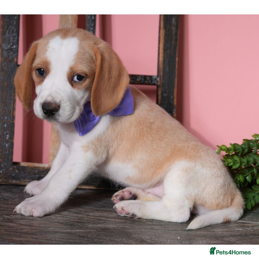 Beagle dogs for sale: Purebred Beagle Puppies - Ready Now! - Image 9
