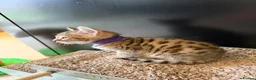 Bengal cats for sale: 🐾 Purebred Bengal Kittens for Sale 🐾 - Advert 9