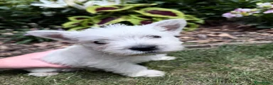 West Highland Terrier 3