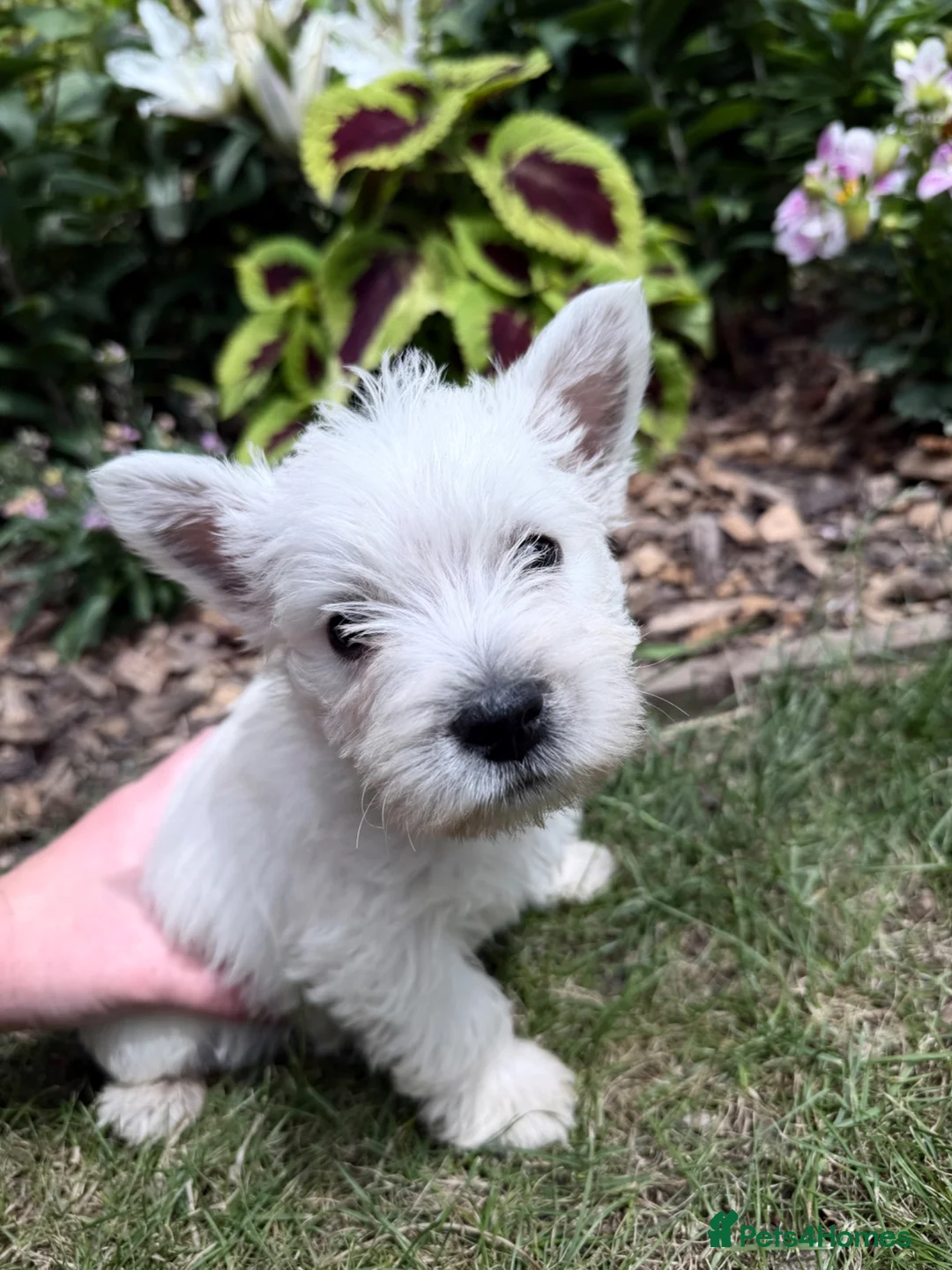 West Highland Terrier dogs for sale: 3 Beautiful West Highland Terrier Puppies  - Advert 2