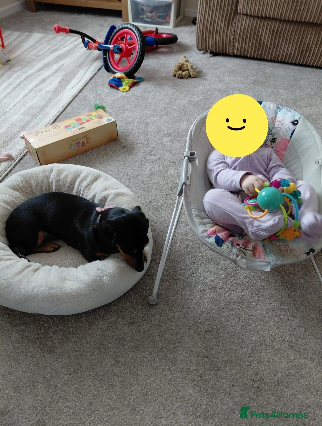 Dachshund dogs for sale: Daisy, 15 Months old - Advert 8