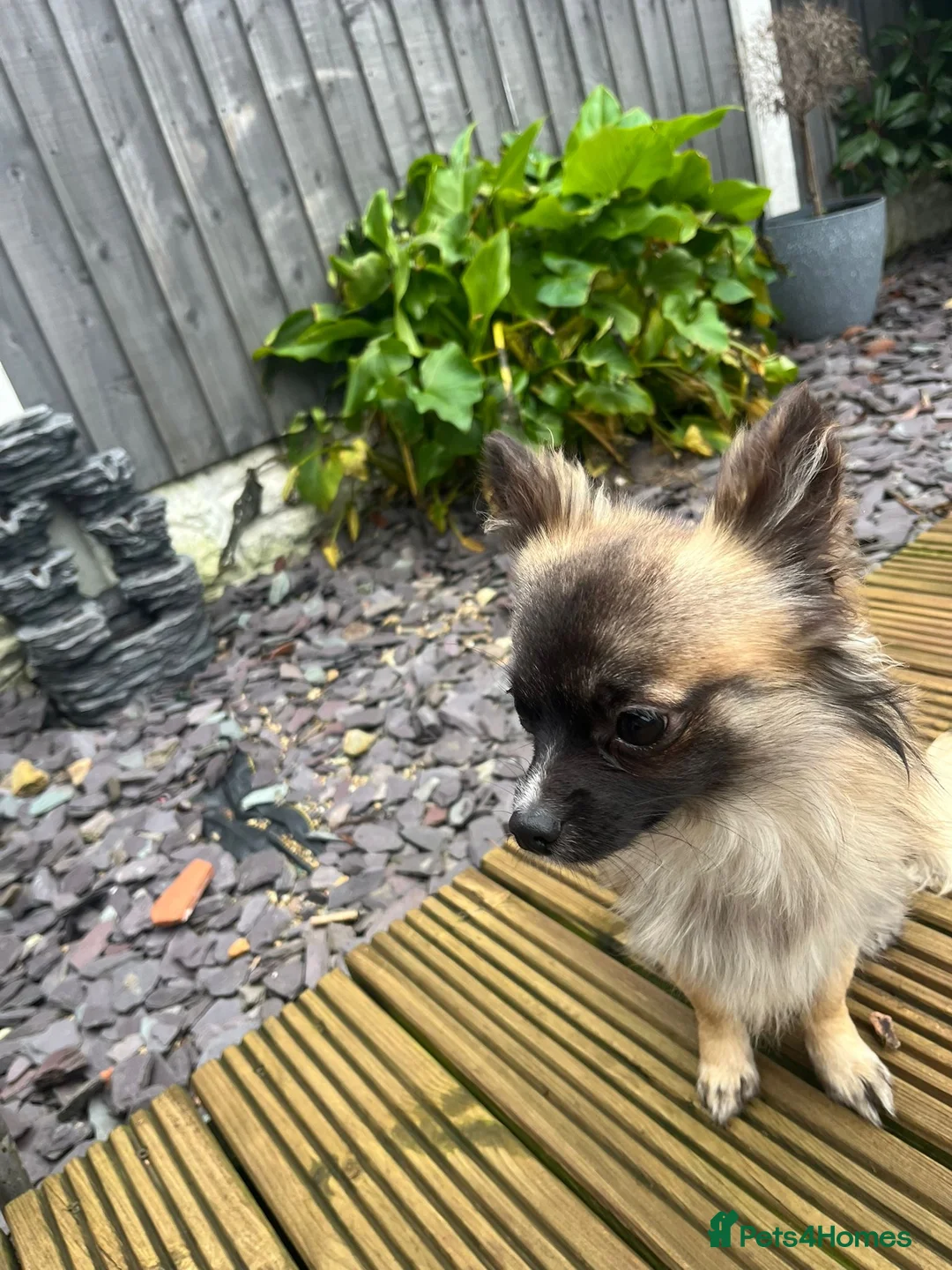 Chihuahua dogs for sale: Male Long Haired Chihuahua! - Advert 2