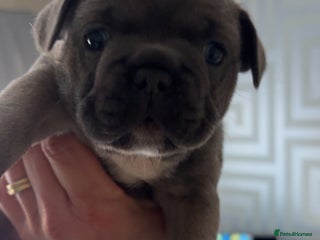 French Bulldog dogs - Advert 17