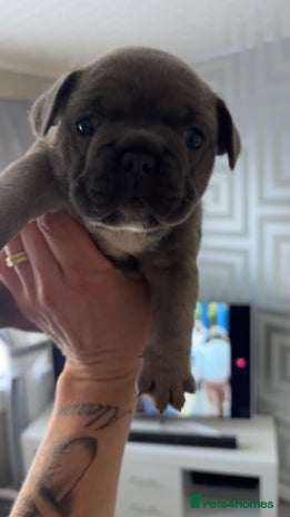 French Bulldog dogs - Advert 15