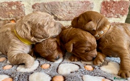 Cavapoo dogs for sale: F1b cavapoos - Image 5