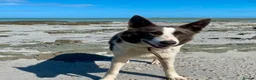 Border Collie dogs for sale: Border Collie bitch, 5 years old - Advert 8