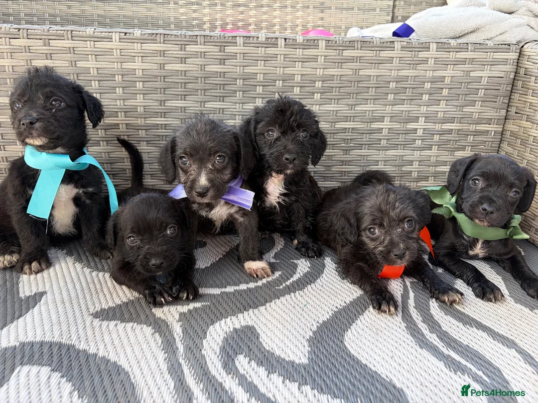 Mixed Breed dogs for sale: Cavajack puppy’s  - Advert 20