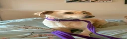 Mixed Breed dogs for adoption: Looby Lou - March Cambs  in March - Advert 16