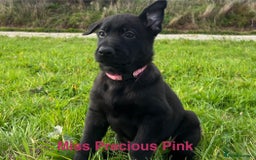 German Shepherd dogs for sale: Working Line German Shepherd Puppies - Cornwall - Image 9