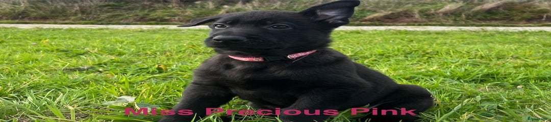 Miss Precious Pink