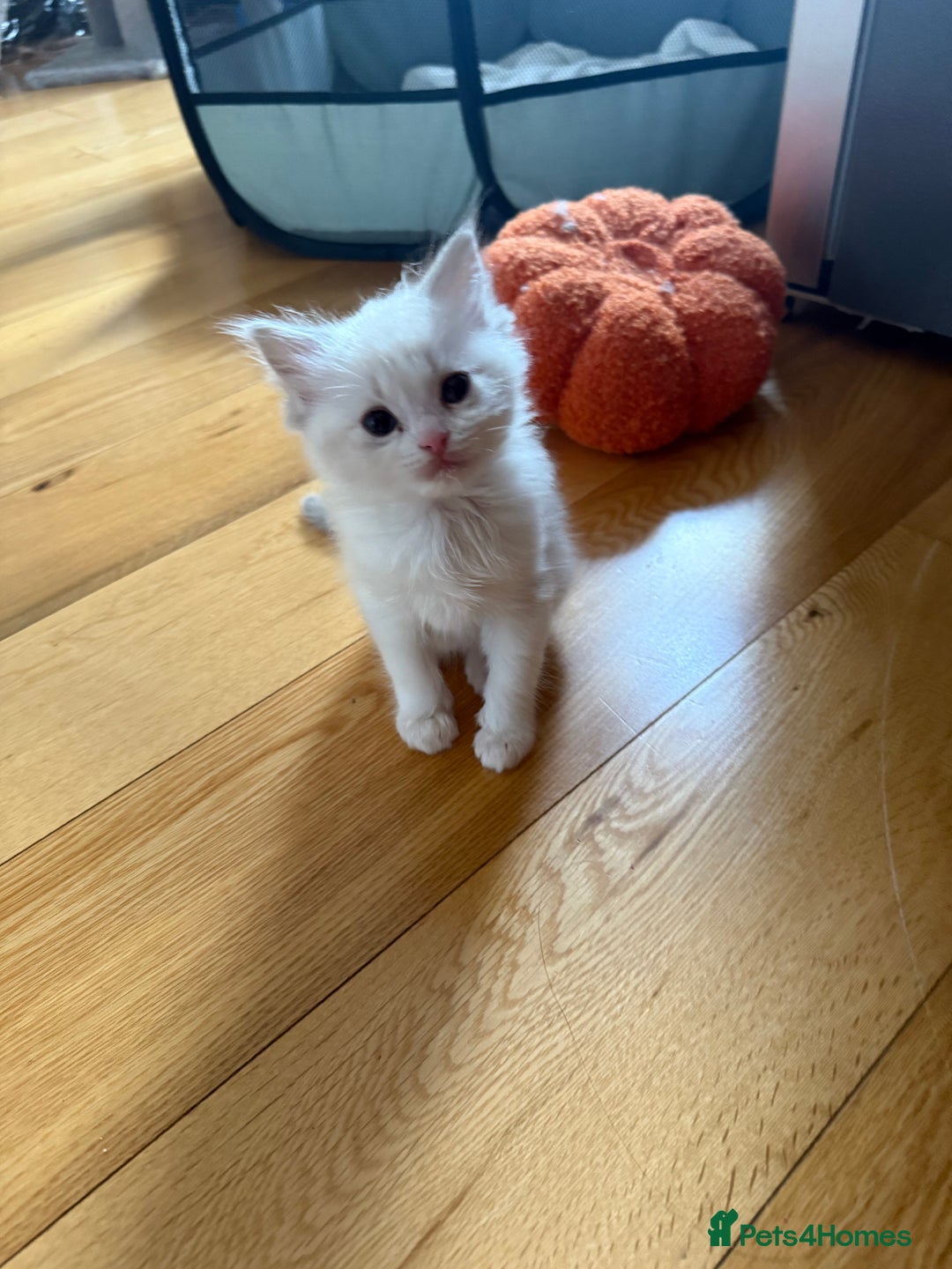 Ragdoll cats for sale: Beautiful  - Image 4