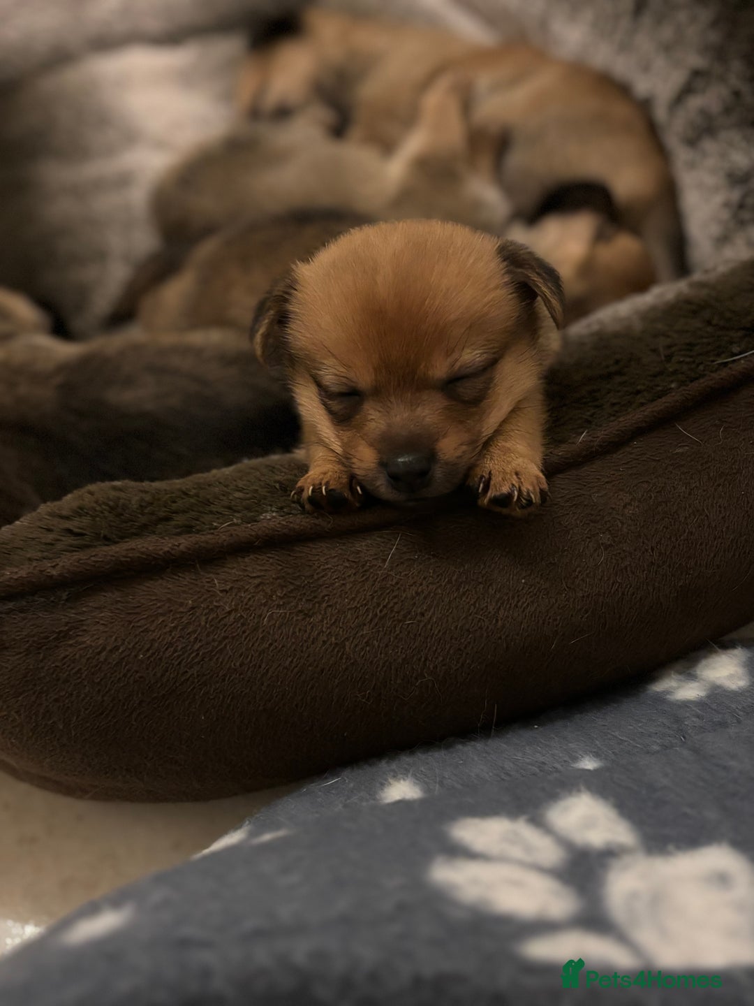 Mixed Breed dogs for sale: Jackaranian puppies - Advert 7