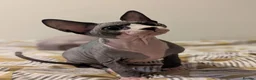 Sphynx cats for sale: *PEDIGREE SPHYNX* TICA REGISTERED *DNA HCM4 CLEAR* - Advert 25