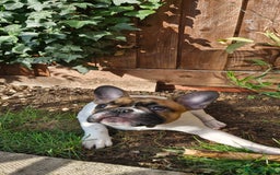 French Bulldog dogs for sale: French Bulldog - Image 13
