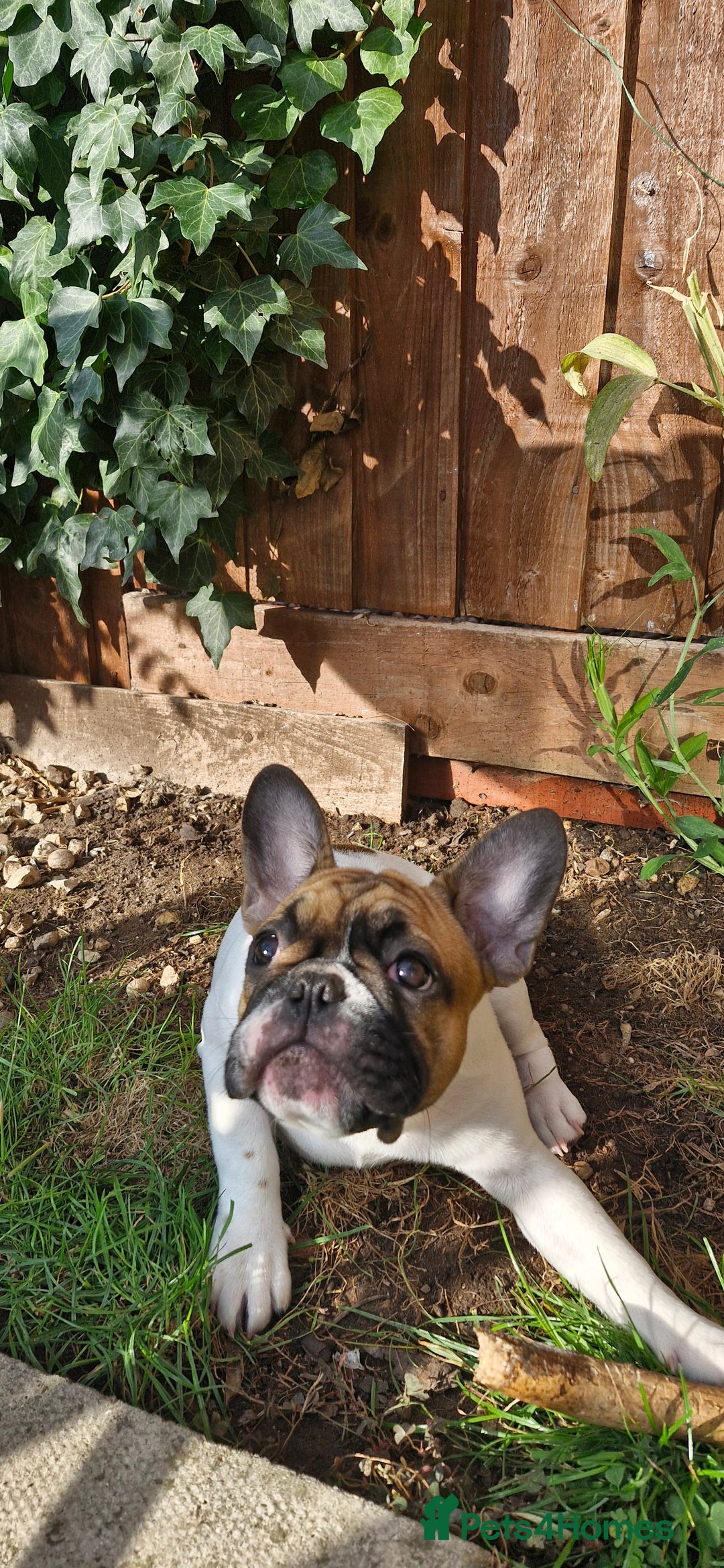 French Bulldog dogs for sale: French Bulldog - Image 13