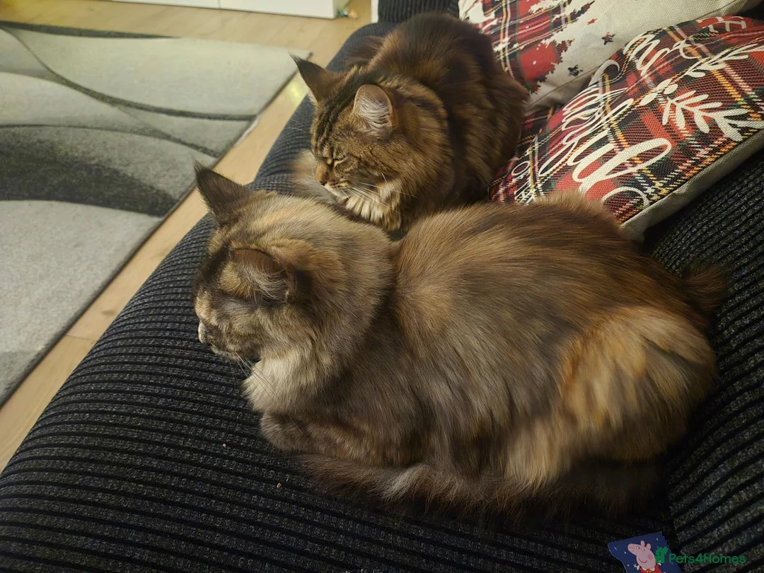 Maine Coon cats for sale: Pure maincoon females in Wolverhampton - Advert 1