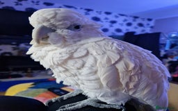 Cockatoo birds for sale: Cockatoo - Image 7