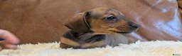 Miniature Dachshund dogs for sale: Beautiful Miniature Dachshund Puppies  - Advert 14