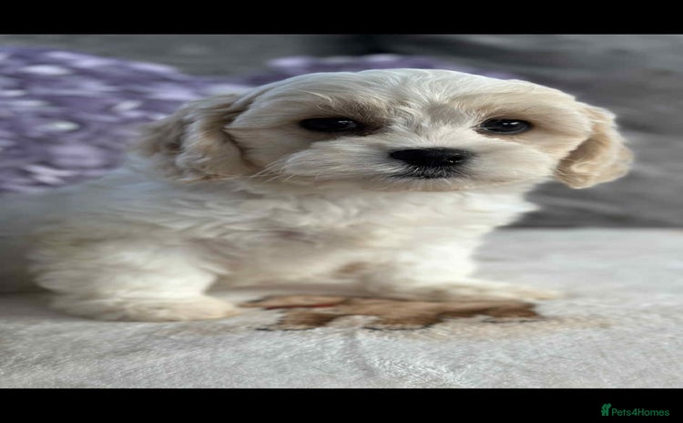 Cavachon dogs - Advert 1