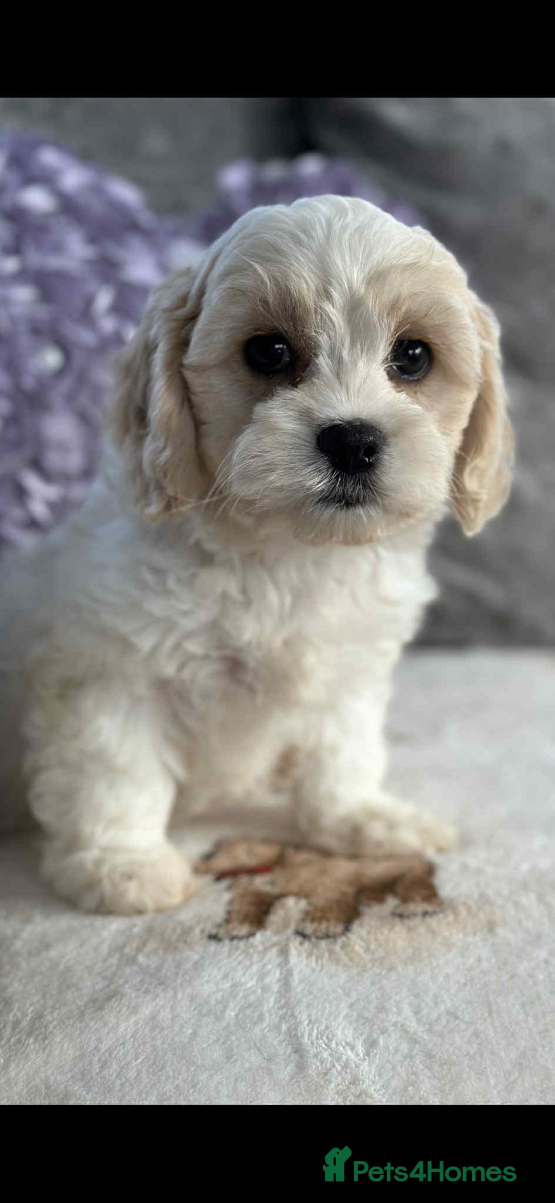 Cavachon dogs for sale: Stunning DNA Clear Cavachon Pups - Image 1