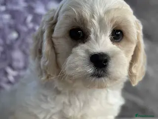 Cavachon dogs Stunning DNA Clear Cavachon Pups - Advert 3