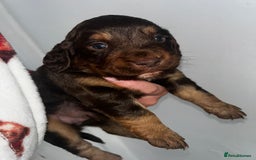 Cockapoo dogs for sale: Beautiful cockerpoo puppies  - Image 16