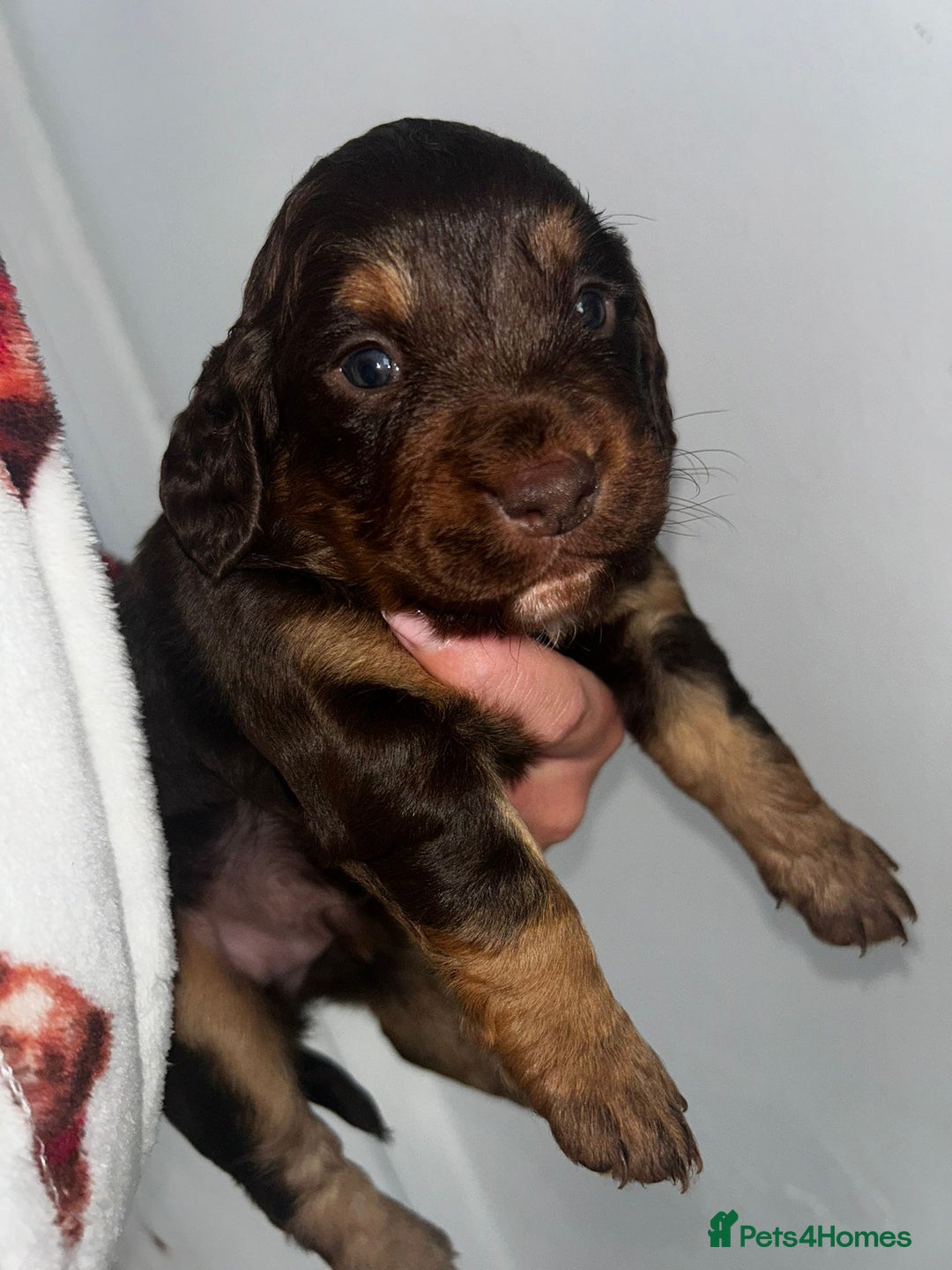 Cockapoo dogs for sale: Beautiful cockerpoo puppies  - Image 16