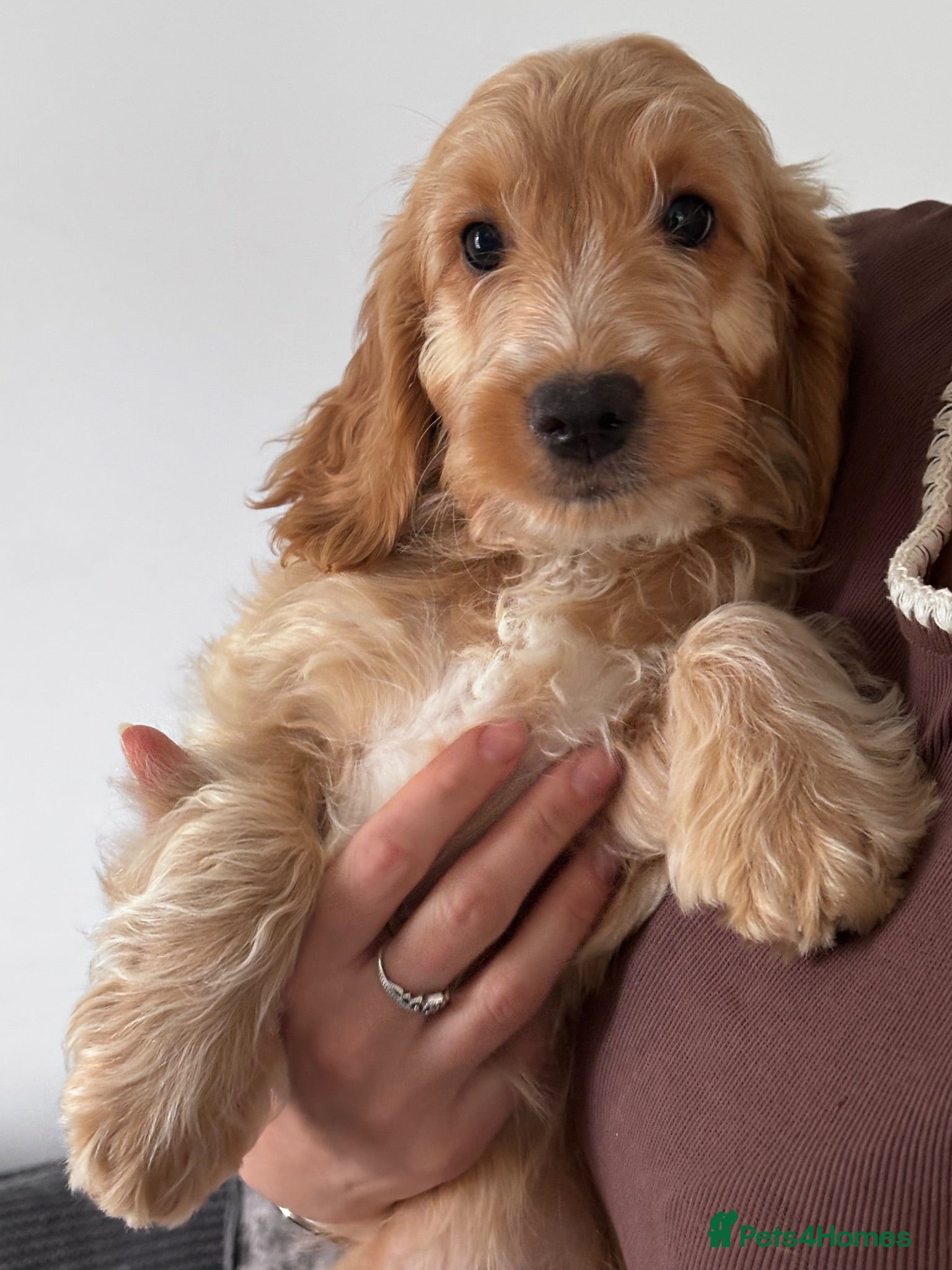 Cockapoo dogs F1 cockapoos 3x red left 🐶 ready now  - Advert 4