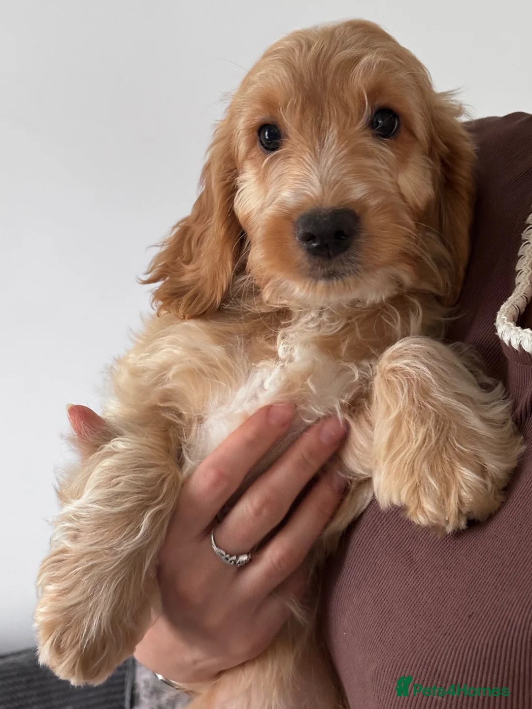 Cockapoo dogs for sale: F1 cockapoo red  - Advert 1