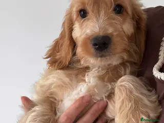 Cockapoo dogs F1 cockapoos 3x red left 🐶 ready now - Advert 4