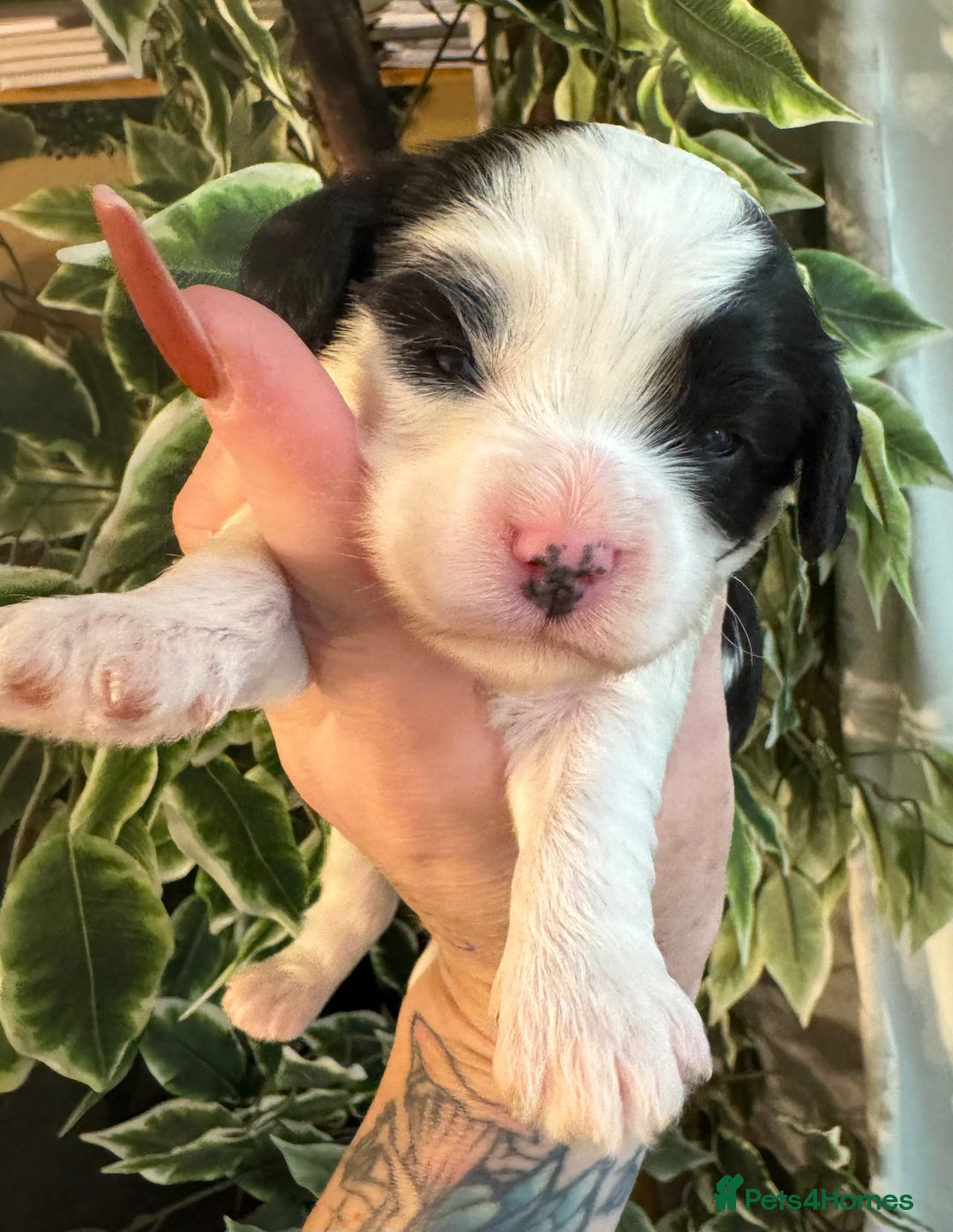 Cavapoo dogs for sale: Beautiful fully DNA tested Cavapoo's  - Image 34