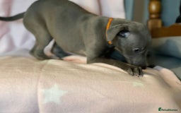 Whippet dogs for sale: Blue whippet puppies for sale - Image 12