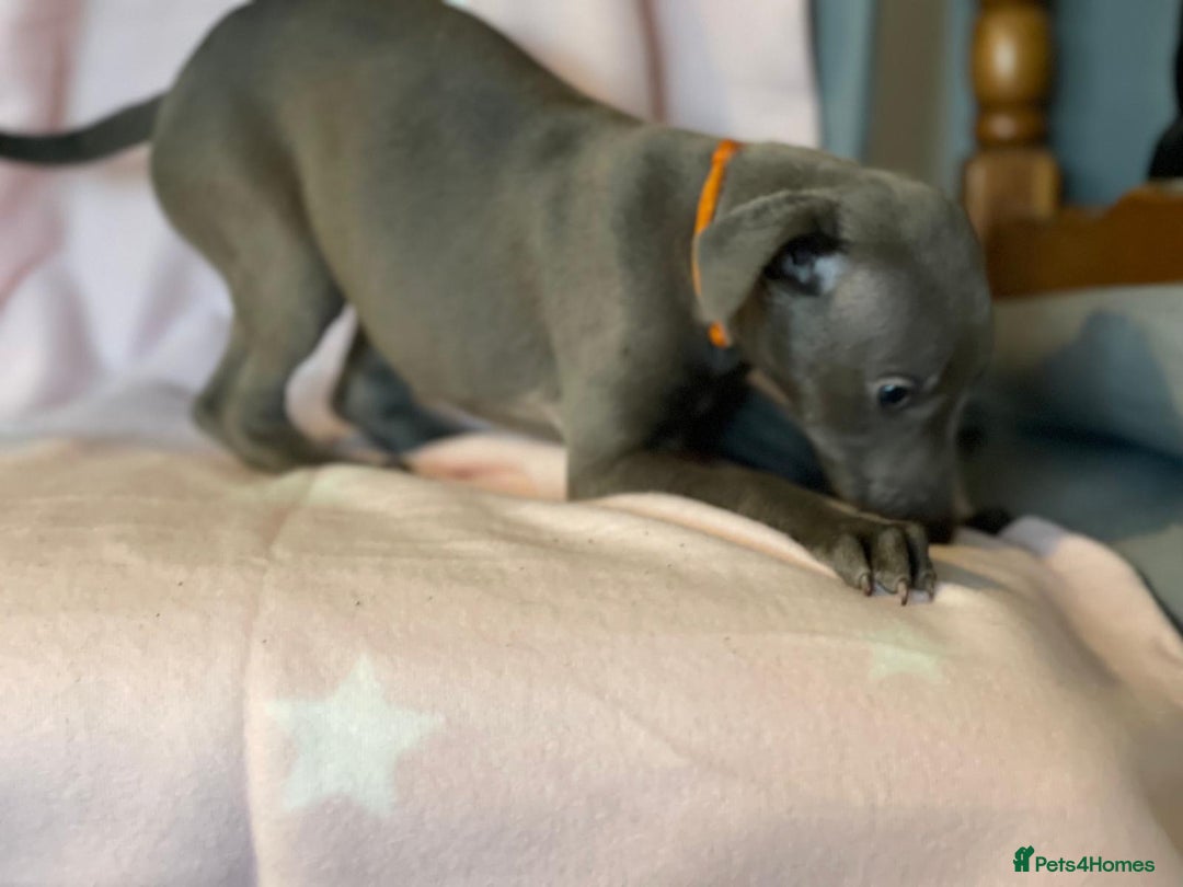 Whippet dogs for sale: Blue whippet puppies for sale - Image 12