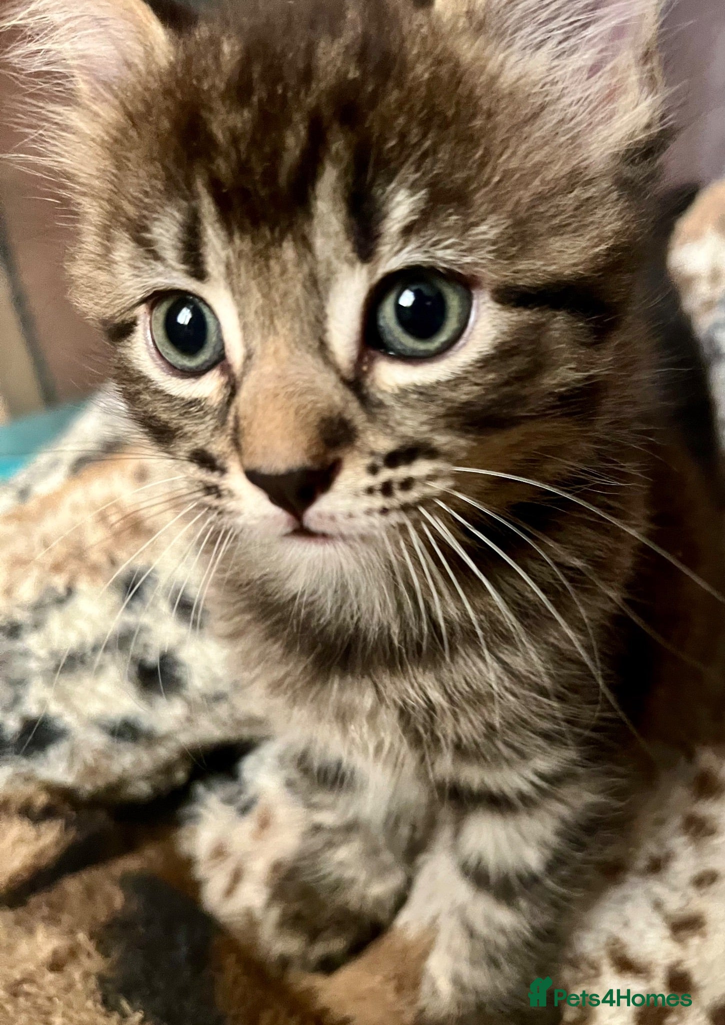 Bengal cats Bengal X Kittens With Famous Siblings!  - Advert 1