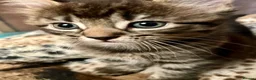 Bengal cats for sale: Bengal X Kittens With Famous Siblings!  - Advert 5