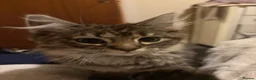 Maine Coon cats for sale: Maincoon x Ragdoll - Advert 12