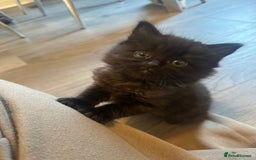 Ragdoll cats for sale: Reserved - Image 21
