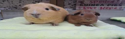 Guinea Pig rodents for sale: Two Girl Guinea pigs - Leeds LS27  - Advert 7
