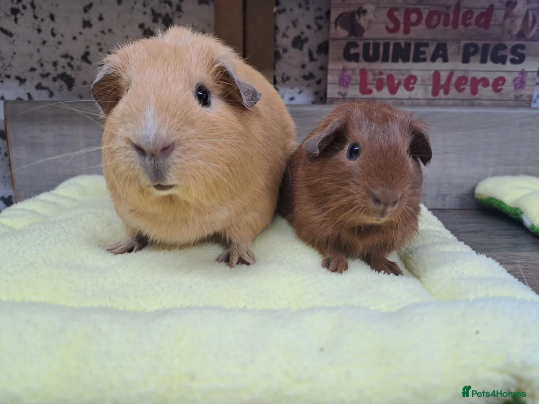 Guinea Pig rodents for sale: Two Girl Guinea pigs - Leeds LS27  - Advert 7