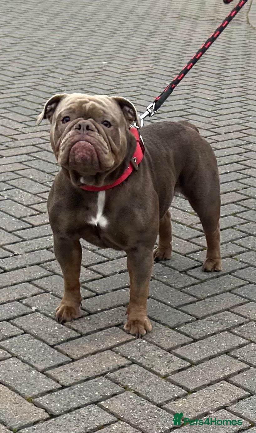 Old Tyme Bulldog dogs 2 LOVELY BOYS LEFT NEBBR REGISTERED - Advert 1