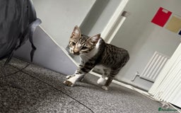 Mixed Breed cats for sale: Elsa and Arlo - Image 4