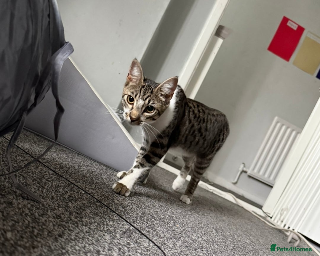 Mixed Breed cats for sale: Elsa and Arlo - Image 4