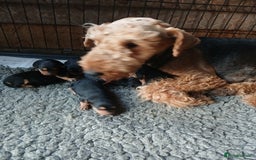 Airedale Terrier dogs for sale: Airedale pup for sale - Image 1