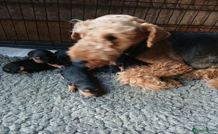 Airedale Terrier dogs - Advert 1
