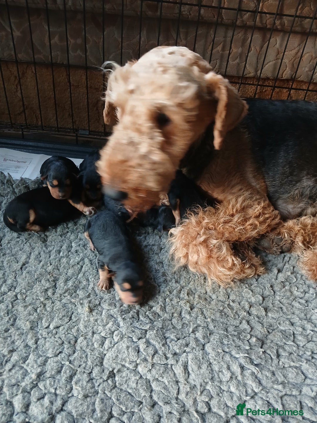 Airedale Terrier dogs for sale: Airedale pup for sale - Image 1