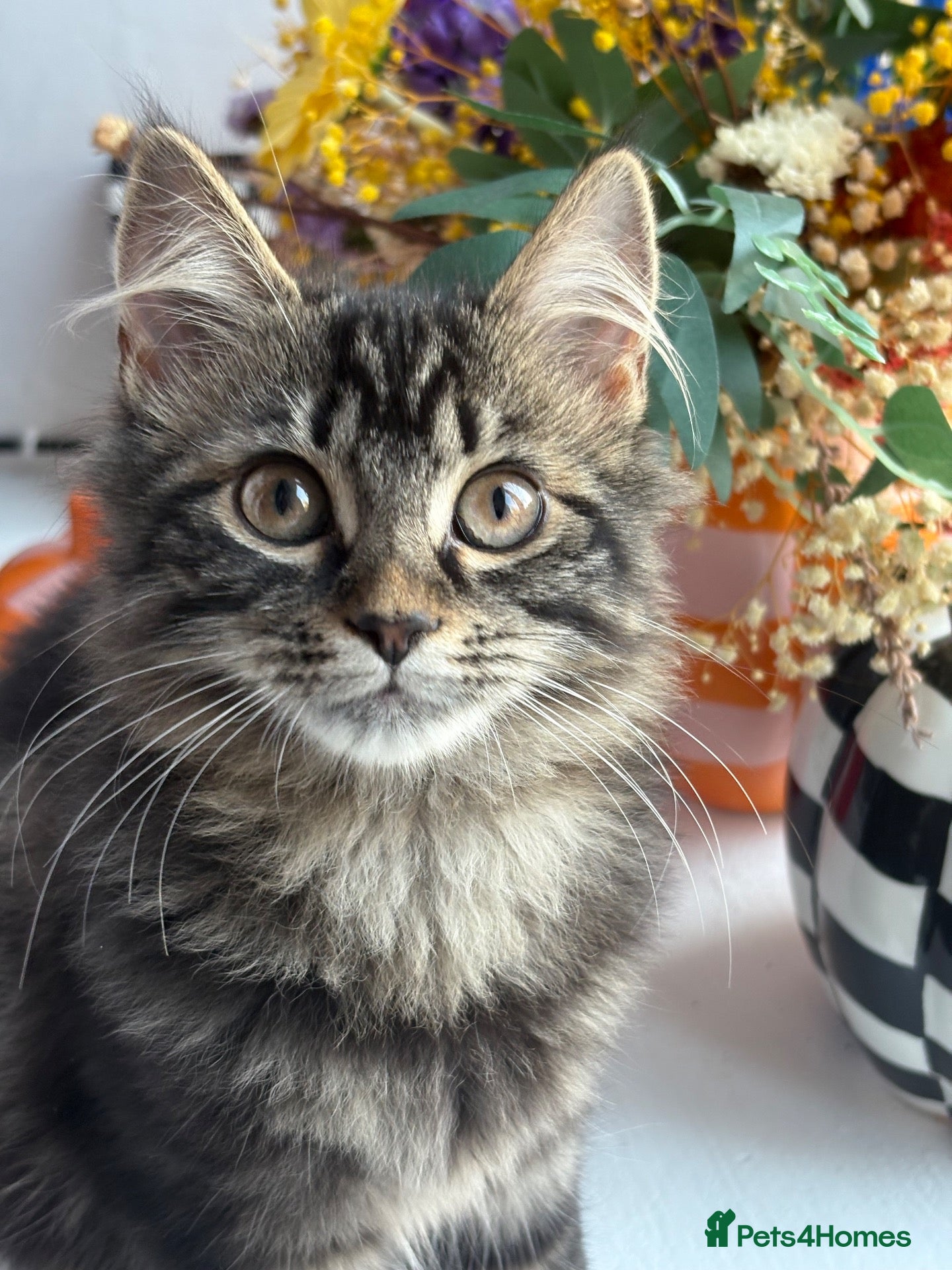 British Longhair cats Beautiful long haired polydactyl kittens for sale  - Advert 1
