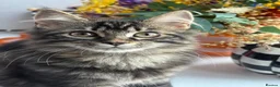 British Longhair cats for sale: Beautiful long haired polydactyl kittens for sale  - Advert 1