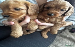 Cockapoo dogs for sale: Adorable F1B puppies born weekly pictures progress - Image 9