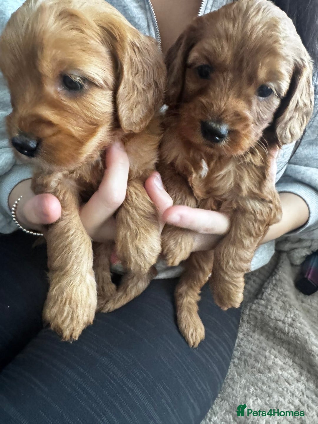 Cockapoo dogs for sale: Adorable F1B puppies born weekly pictures progress - Image 9