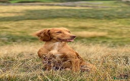 Cocker Spaniel dogs for sale: Exceptional KC Working Cocker Spaniel Puppies - Image 13